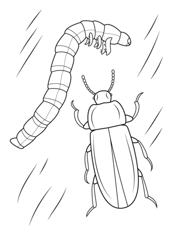 Mealworm Beetle And Larval Coloring Page